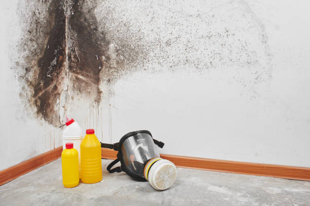 Leadwood, MO Mold Inspection, Removal & Remediation Company